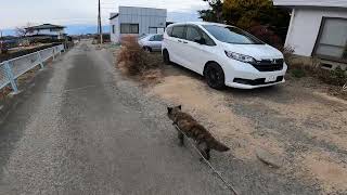 ぶどう農園の作業　愛犬と散歩　夕のルーティン　寒い一日　曇り空　生育状況　新品種　ぶどう農園　日々の暮らし　自然　ペット