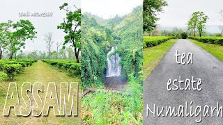 Assam tourism | Tea estate | தேயிலை தோட்டம் | numaligarh | Cherrapunji | Tamil Nature360