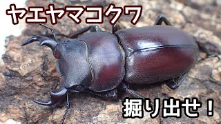 ヤエヤマコクワガタの成虫を掘出してみた【クワガタ飼育】