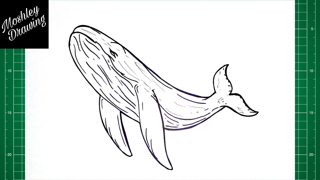 Humpback Whale Drawing Easy
