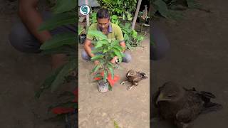 Amazing  Mango Tree Grafting  Technique |আম গাছে কলম করার পদ্ধতি  |YouTube shorts  |viral reels