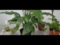 low light indoor plants in malayalam indoor plants without sunlight low light plants indoorplants