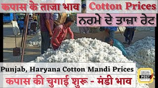 Cotton Prices Today| Punjab ,Haryana Cotton Mandi Bhav | Cotton Price Overview| नरमे के ताजा भाव