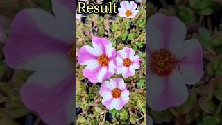 grafting of portulaca 100% real 😱| #shorts #portulaca