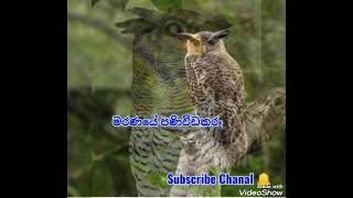 Devil Birds Sound in Sri lankan - අහලා නැත්තන් අහන්න උලමාගේ හඩ /