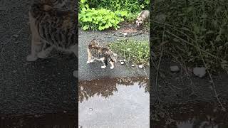 猫🐈vsタヌキ🦡