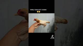 really world smallest chickens oh!!! my god #trending #funny #foryou #shorts