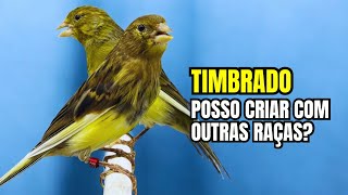 TIMBRADO ESPANHOL: Posso CRIAR com outras RAÇAS de CANÁRIOS?