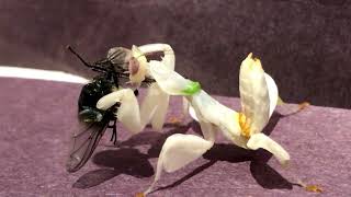 L5 Orchid Mantis Feeding/ Praying Mantis/ Hymenopus coronatus/ How to feed an Orchid Mantis