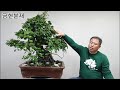 금현분재 분재 거름제거와 가을단풍 이쁘게 만들기 분재 盆栽 bonsai cây cảnh