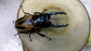 Stag Beetle Prosopocoilus fabricei takakuwai