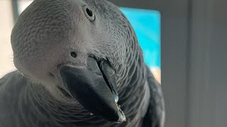 2 minutes with Symon the African Grey Talking Parrot🦜#africangrey #talkingparrot #birds #pets #cag