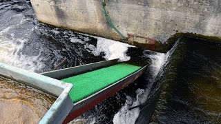 Parteen Weir elver traps, Lower River Shannon, July 2016