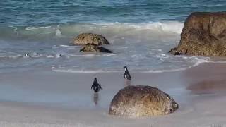 Afrikaanse Jackass Pinguins op Boulders Beach