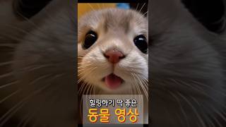 기분을 좋게 해주는 귀여운 동물들 #animals #cute #동물