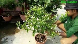 How to grow juhi flower plant?  jasminum auriculatum