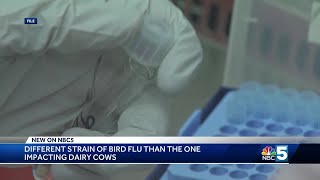 Bird flu detected in Vermont, backyard flock put down