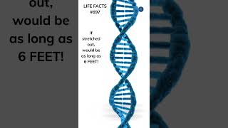 697. Your DNA is 6 FEET LONG (Inside Your Cell!)