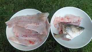 Ikejime: How to Harvest Striped Bass More Humanely with Better Quality of Fish Meat