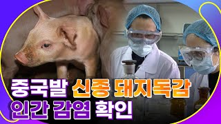 중국서 신종 돼지독감 발견..사람 감염 [월드투데이]