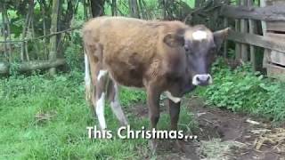 Your gift of a cow can change lives this Christmas