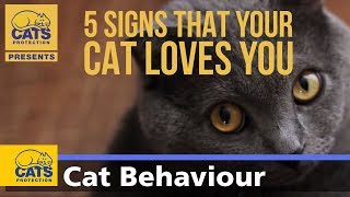 Cat behaviour: Five signs that your cat loves you