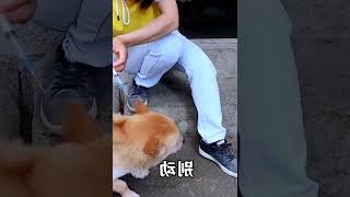 给养了3年的狗狗第一次打针，女主人手忙脚乱满头大汗，狗：救命   西瓜视频 #013