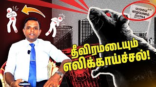 Rat fever threatening Jaffna Sudden death can also occur in Jaffna