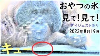 オヤジと子供さんがキューさんとコミュニケーション・おやつは　オランウータン　多摩動物公園　No102-2　463　13：13～