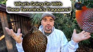 What's Up With The Temminck's Tragopans