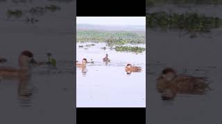 Red-crested Pochard Couple | Birdwatching in Purbasthali | 4K Wildlife Footage #shorts