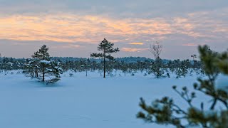 Padomi ziemas pārgājieniem purvos un ne tikai