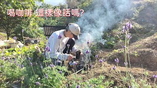 [狐狸菜園] 繼續開墾小梯田之前 先喝杯咖啡 賞花一下 最後再摘個大芥菜回家燉補 Reclaiming wasteland and harvesting vegetables