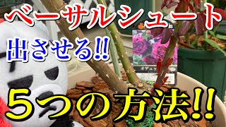 必見‼️【べーサルシュートを出させる】5つの方法😊🐻祈るより作業しましょう🌹