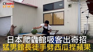 CTWANT 國際新聞 / 日本爬蟲館吸客出奇招  猛男館長徒手劈西瓜捏蘋果