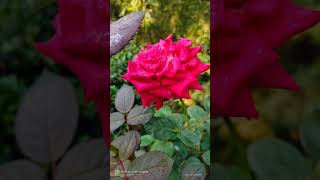 New flower 🌹 photography 📸 4k video.#flower #status #short #like