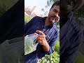 Best crops to grow in January and February |Ladyfinger(bhindi) farming || fertilizer, sprays, wateri