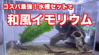 1700円の水槽セットで簡単すぎる和風イモリウムを作る！《イモリウム》