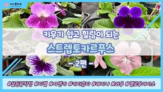 키우기 쉽고 힐링이 되는 29종의 스트렙토카르푸스 2편 #streptocarpus #뉴질랜드앵초 #힐링  #베란다꾸미기