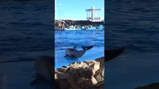 ステージで回るよ🌺イルカ★名古屋港水族館★Dolphin