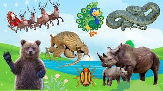 Bustling animal world sounds: reindeer, bear, peacock, pangolin, rhinoceros, beetle, python...