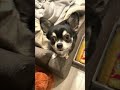 撫でられたい気持ちが溢れる犬。　 shorts