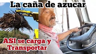 COSECHANDO LA CAÑA DE AZUCAR CON DON HILARIO HERNANDES ASI SE CARGA EN LOS CAMIONES #cañadeazucar