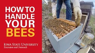 How to Handle Bees in Beekeeping