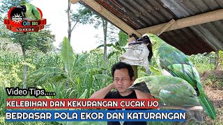 kelebihan dan kekurangan cucak ijo berdasar pola ekor dan katurangan/karakter