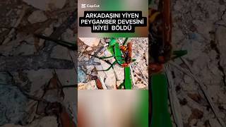 Arı \u0026 peygamber devesi kapışmasında inanılmaz bir şey oldu. Bu ikisi de bekleniyordu