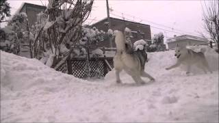 お庭に雪山が出来た～！雪遊びシベリアンハスキー