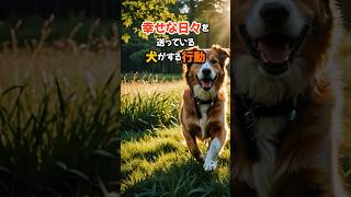 幸せな日々を送っている犬がする行動#shorts #dog #犬#ai