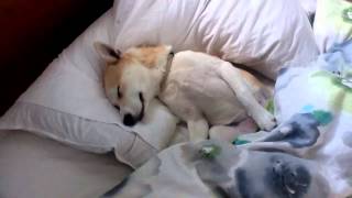 Puppy plays dead to avoid the vet - amazingly convincing!
