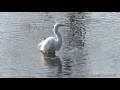 白鷲（シロサギ）ジャンプで飛び込み魚捕り。the intermediate egret which caught a fish with difficulty.